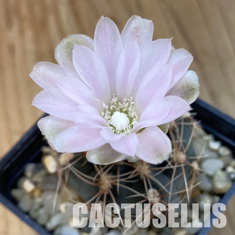 SH067 Gymnocalycium bruchii v. hossei