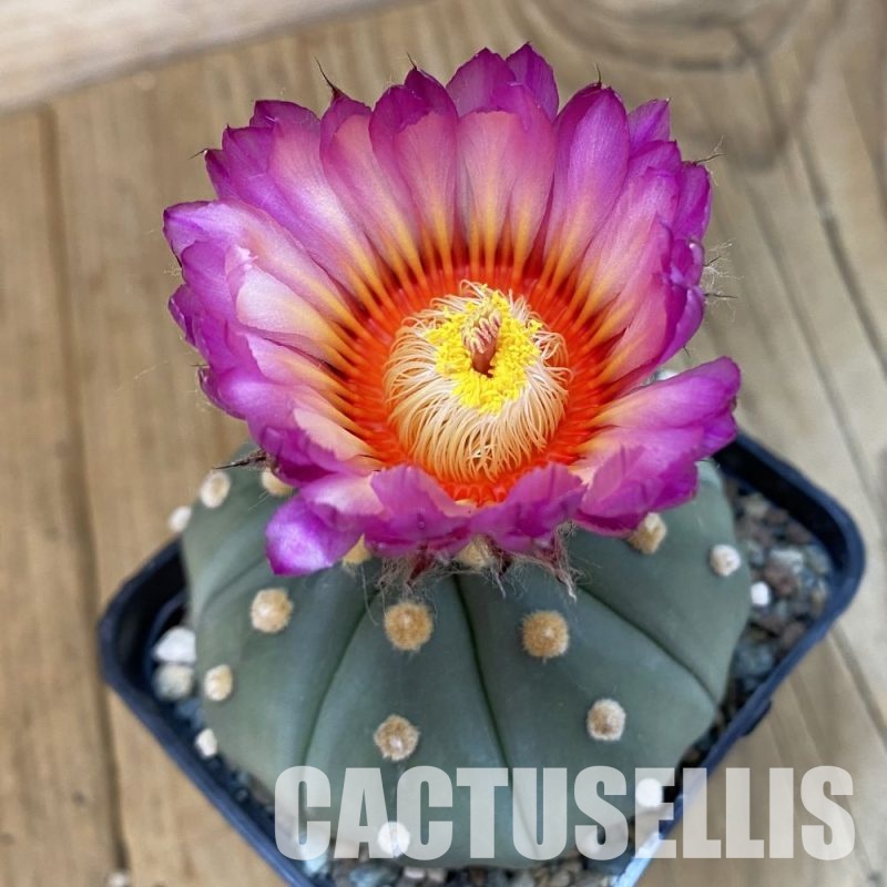 SH32569 Astrophytum asterias 'Akabana'