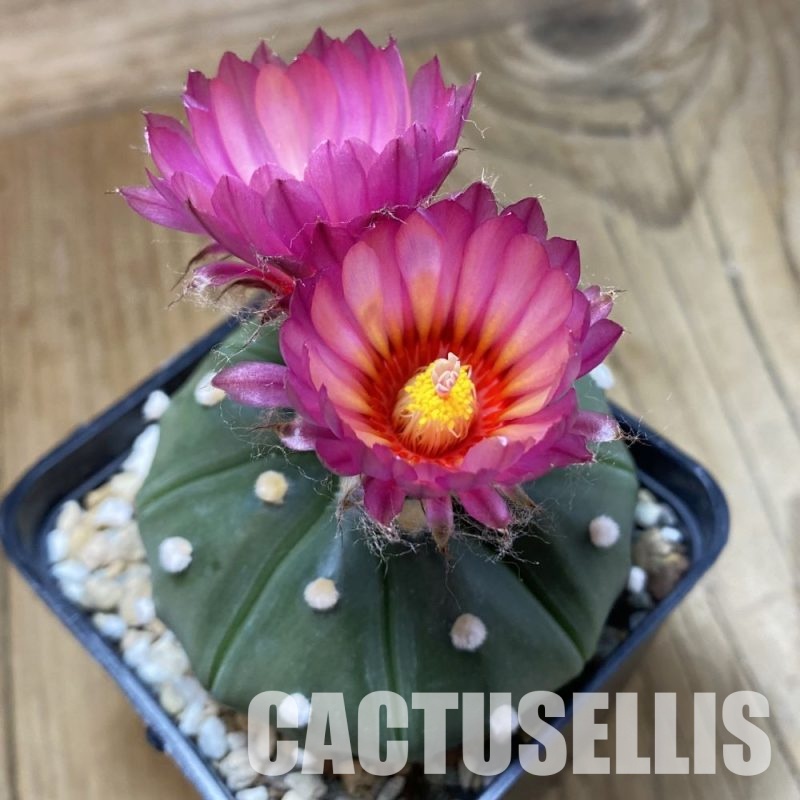 SH32749 Astrophytum asterias 'Akabana'