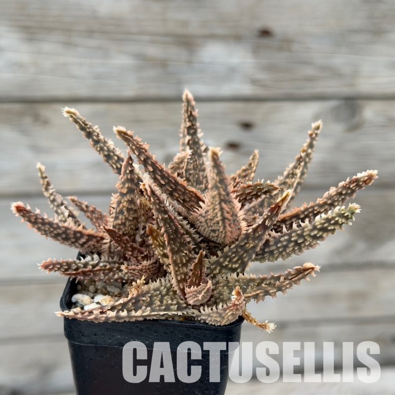 SH32278 Aloe TCT hybrid