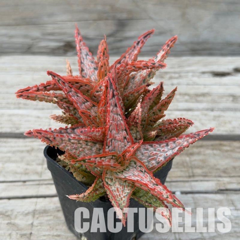 SH32279 Aloe TCT hybrid