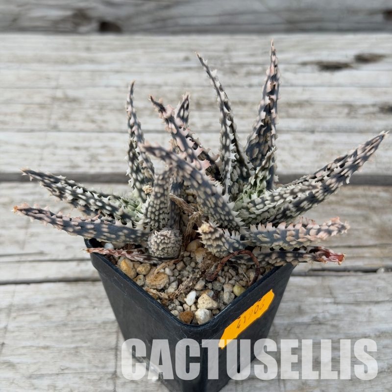 SH32283 Aloe TCT hybrid