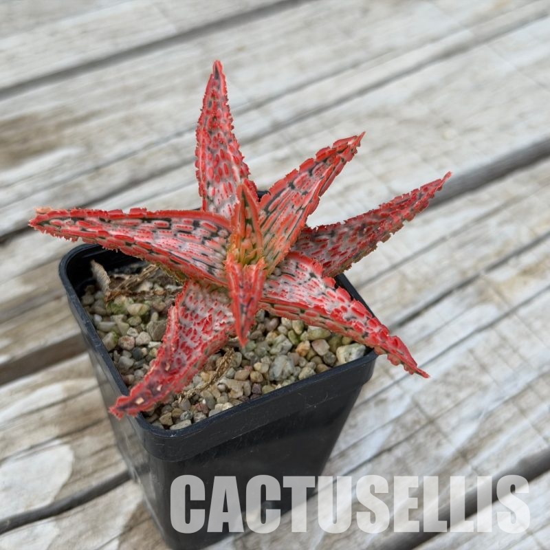 SH32282 Aloe TCT hybrid
