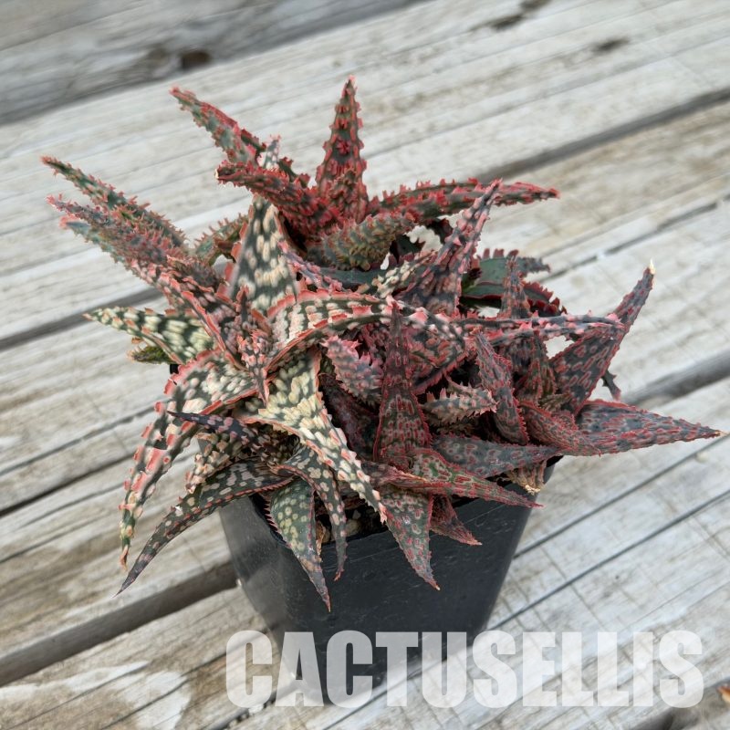 SH32280 Aloe TCT hybrids, seedlings