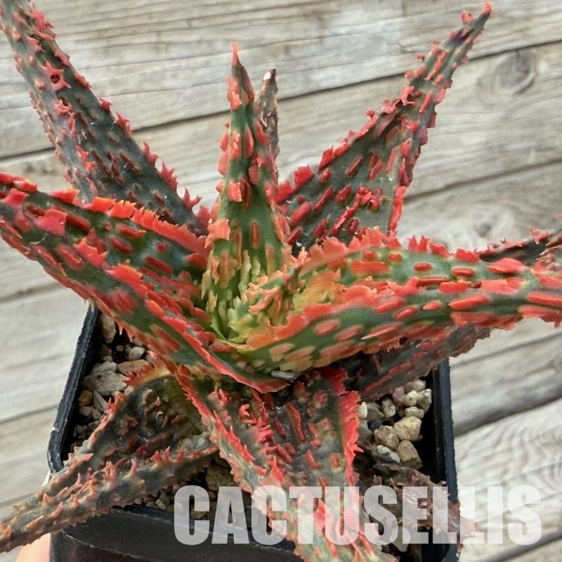 SH32277 Aloe TCT hybrid