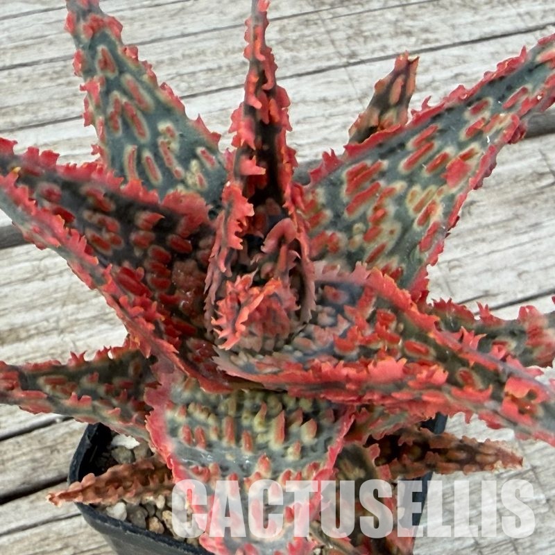 SH32281 Aloe TCT hybrid