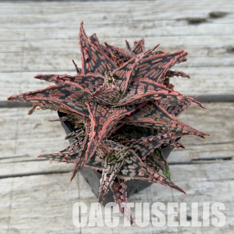 SH32284 Aloe TCT hybrid