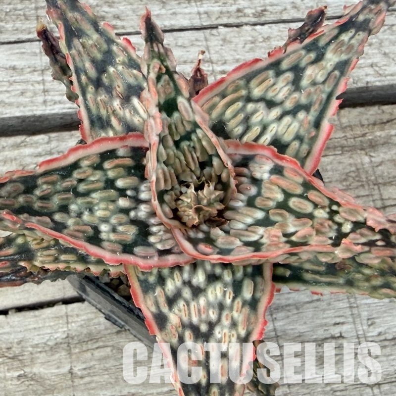 SH32276 Aloe TCT hybrid