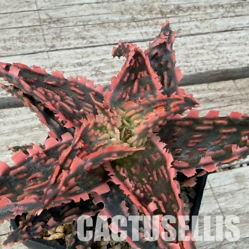 SH32275 Aloe TCT hybrid