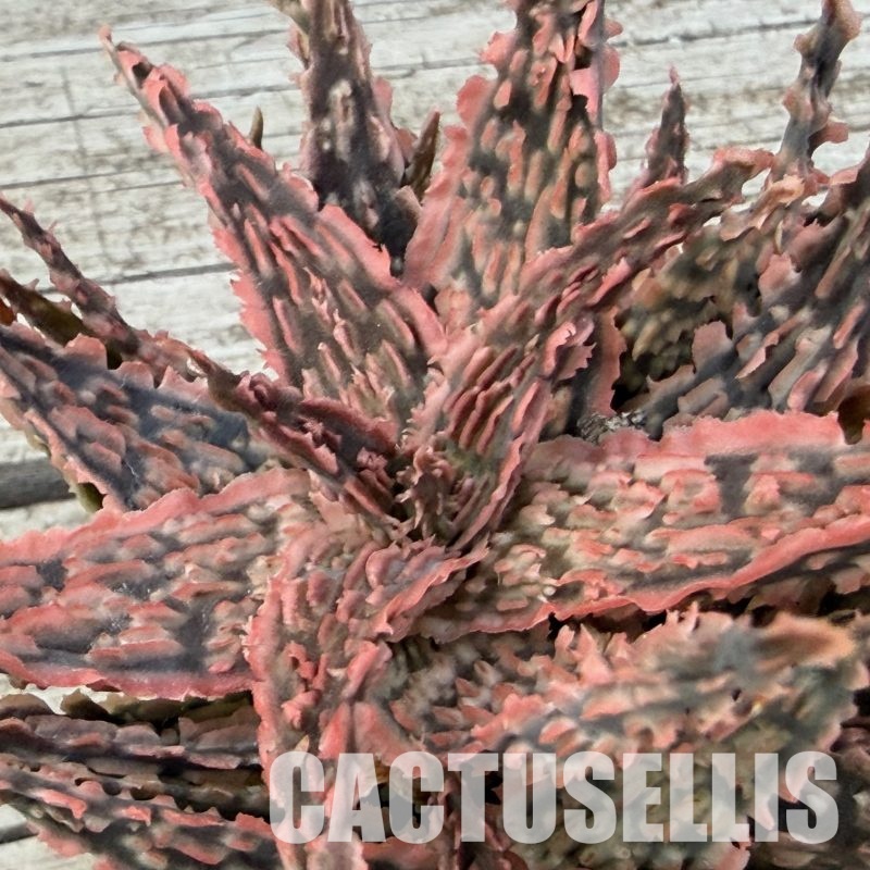 SH32274 Aloe TCT hybrid