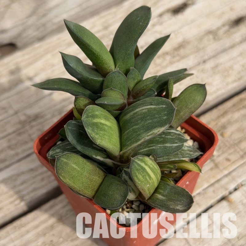 SH32289 Gasteria glomerata f. variegata