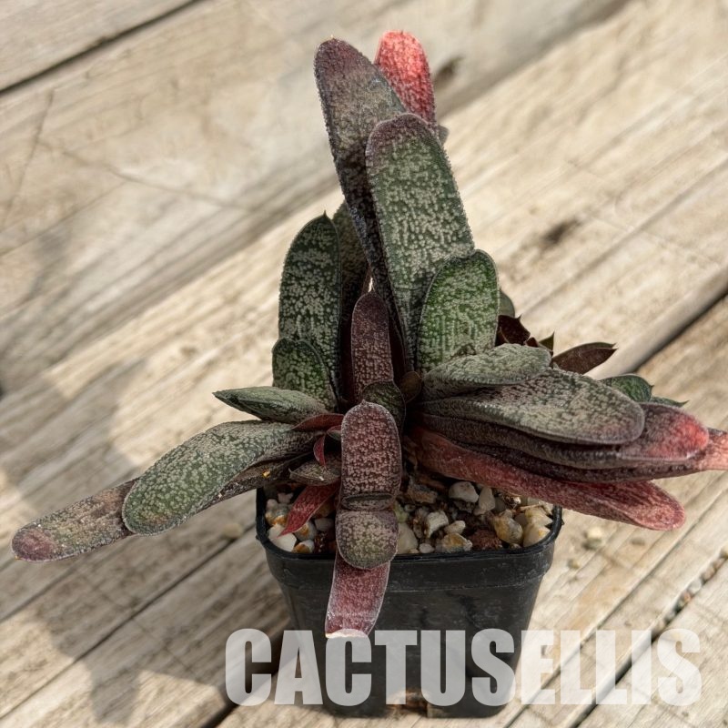 SH32291 Gasteria baylissiana hybrid