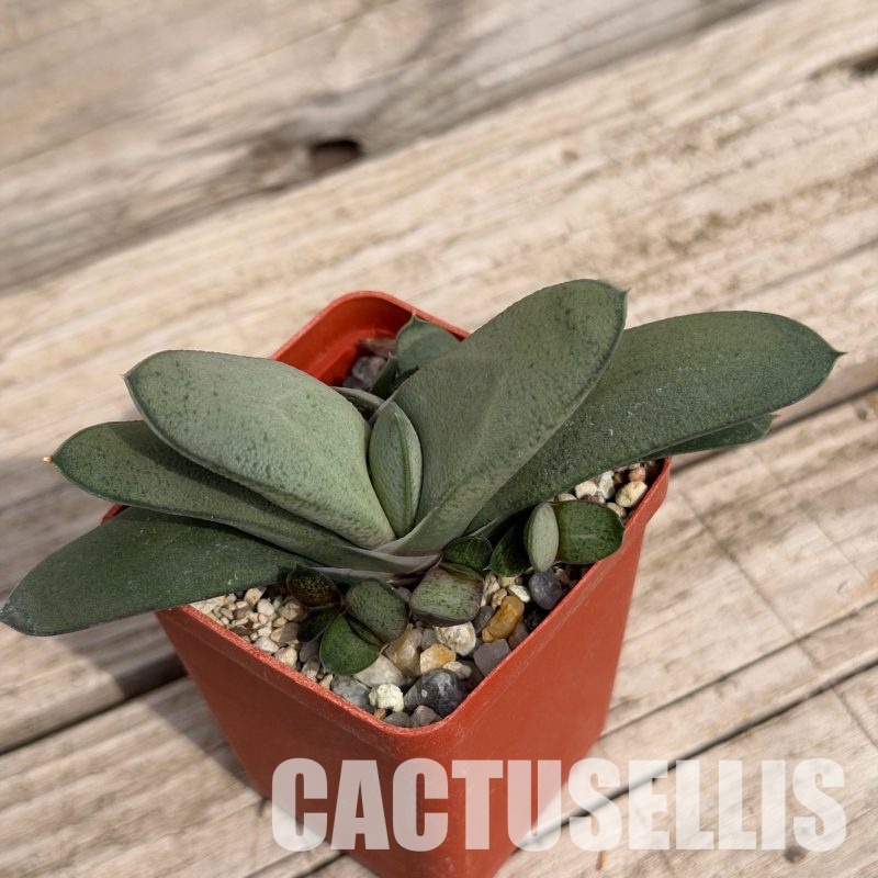 SH32290 Gasteria glomerata x gracilis, hybrid