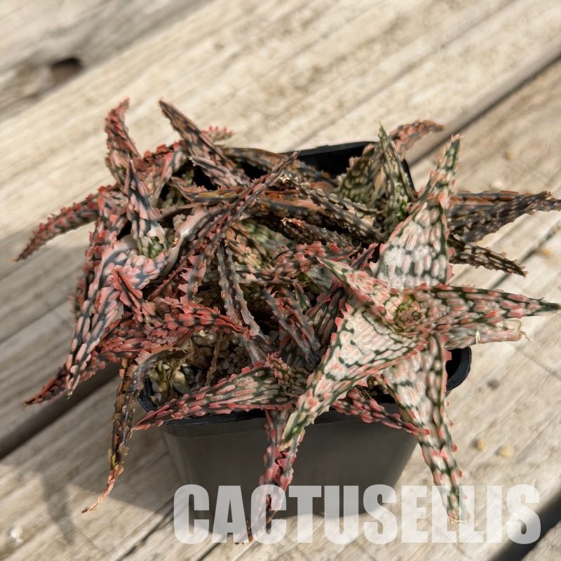 SH32287 Aloe TCT hybrid, seedlings