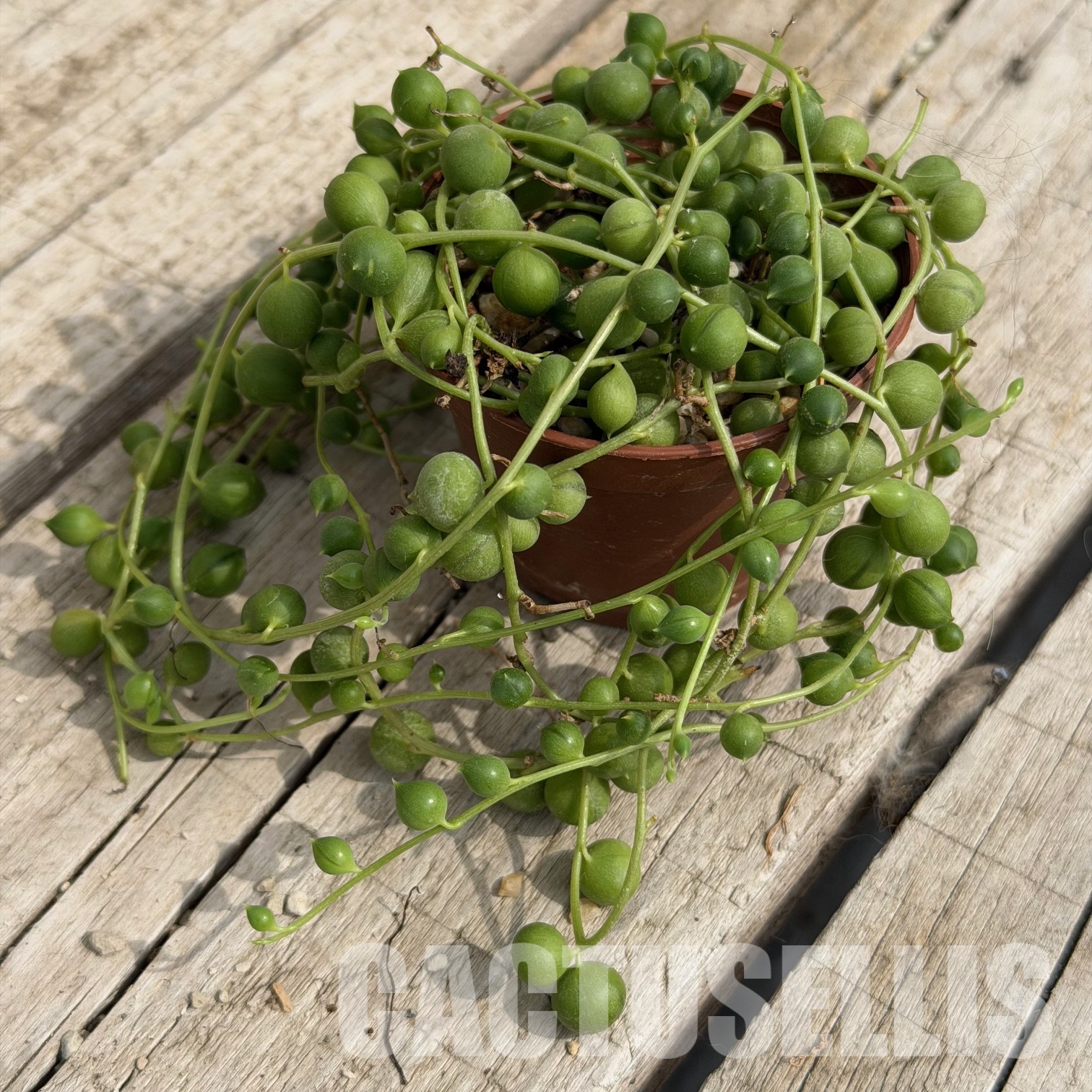 SH32286 Senecio rowleyanus – Image 2