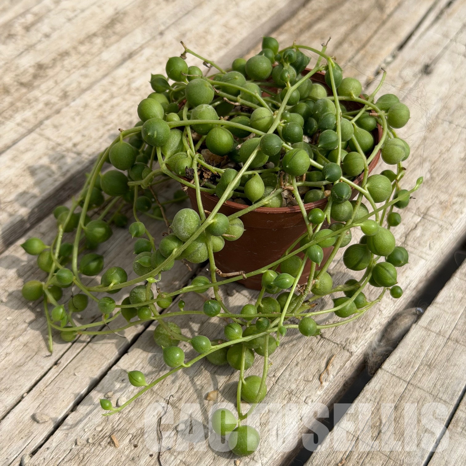 SH32286 Senecio rowleyanus – Image 3