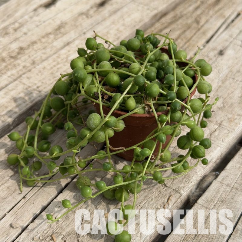 SH32286 Senecio rowleyanus