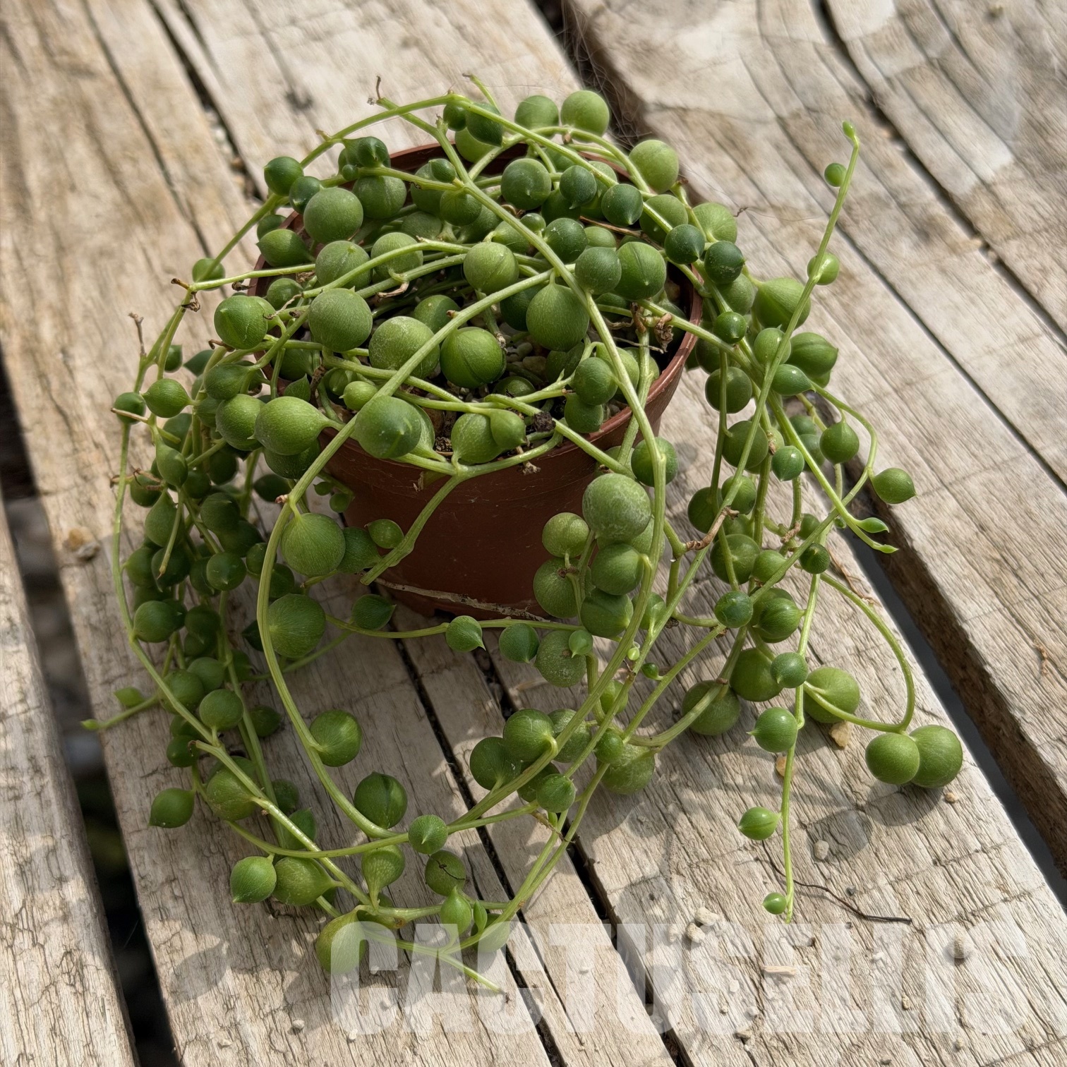 SH32286 Senecio rowleyanus – Image 4