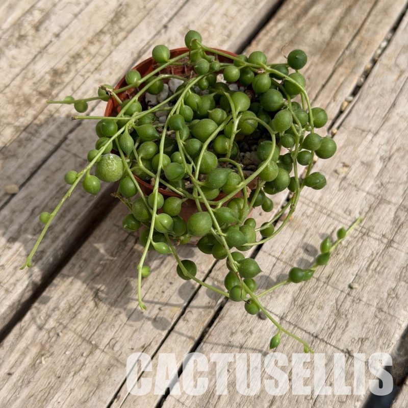 SH32285 Senecio rowleyanus