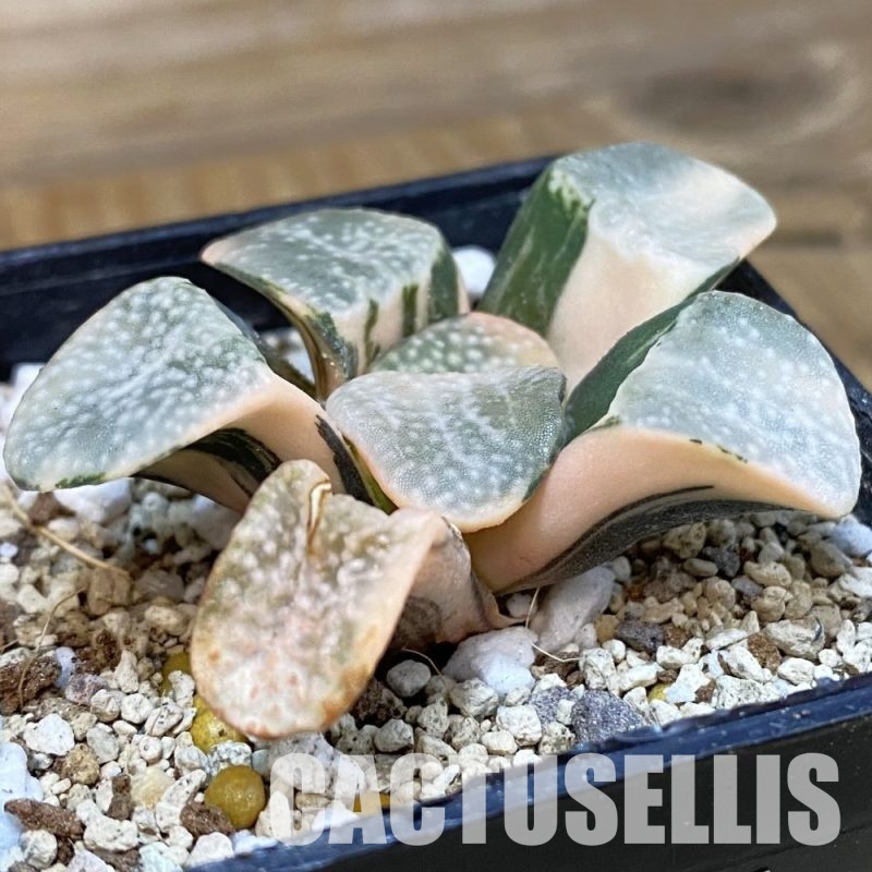 SH32992 Haworthia groenewaldii f. variegata