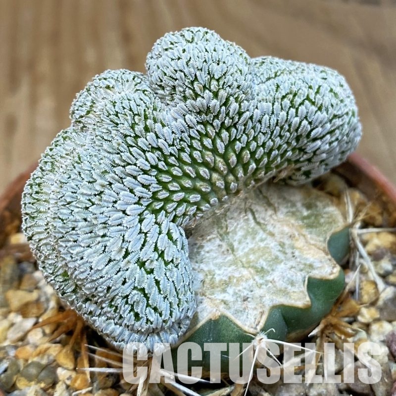 SH6095 Pelecyphora aselliformis f. cristata, grafted