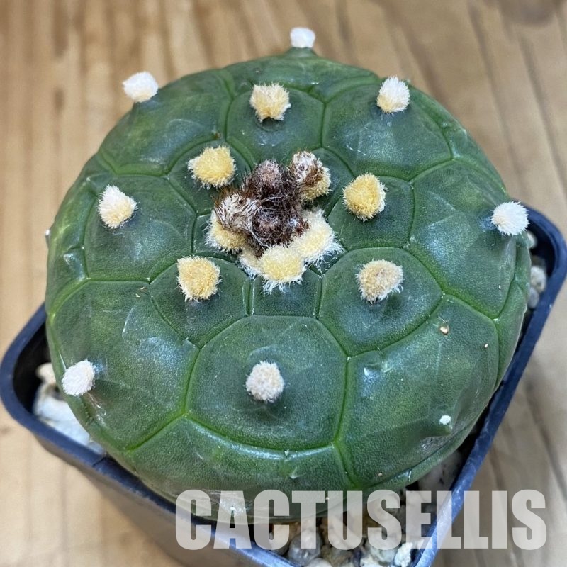 SH15442 Astrophytum asterias ‘Kikko’