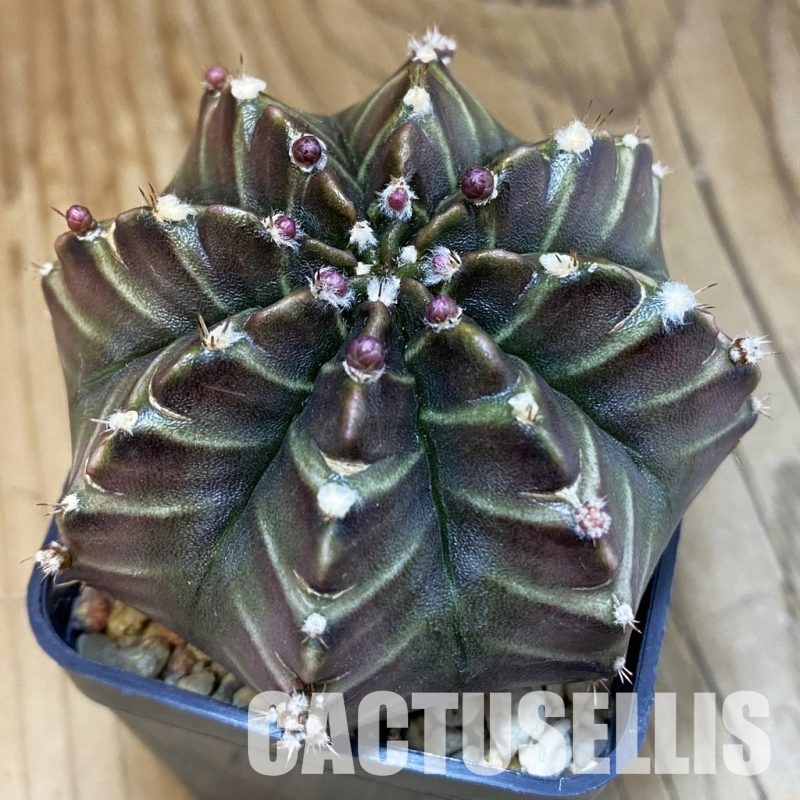 SH3768 Gymnocalycium mihanovichii ‘Nana’ x ‘Day Dream’, seedling