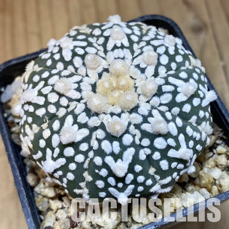 SH31765 Astrophytum asterias ‘Super Kabuto’ V-type