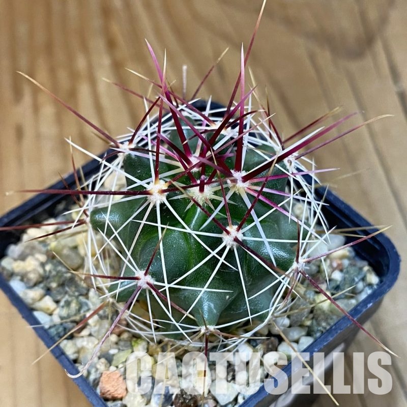 VVG15331 Ferocactus haematacanthus -El Amparo-