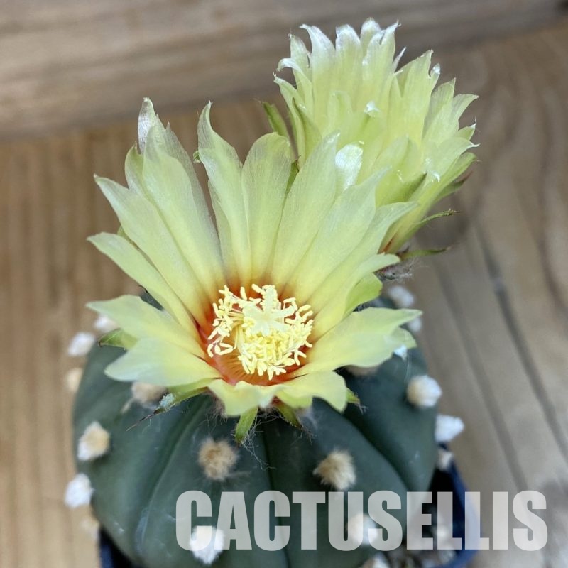SH15273 Astrophytum asterias ‘Ooibo’