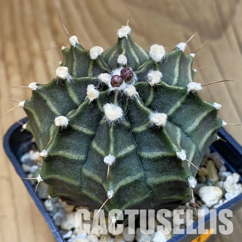 SH1413 Gymnocalycium mihanovichii ‘Peter Pan’