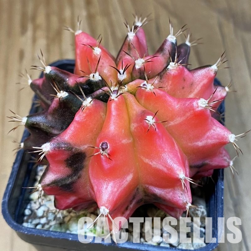 SH4663 Gymnocalycium mihanovichii 'inermis' f. variegata