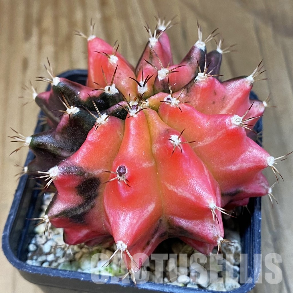 SH4663 Gymnocalycium mihanovichii 'inermis' f. variegata