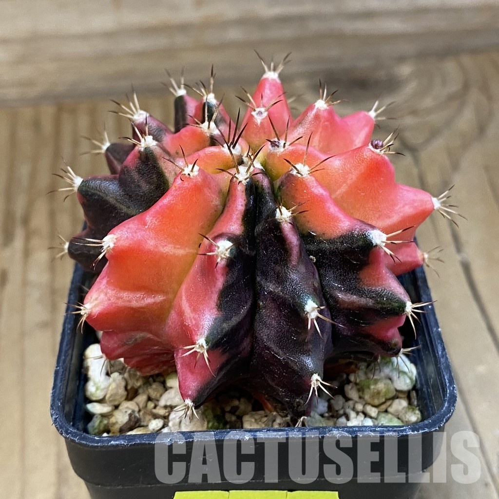 SH4663 Gymnocalycium mihanovichii 'inermis' f. variegata - 画像 (2)