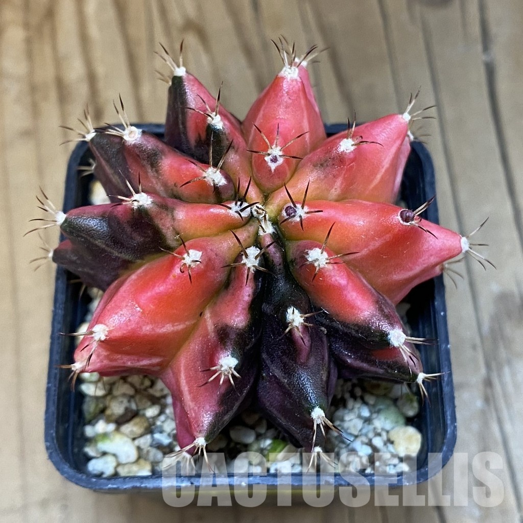 SH4663 Gymnocalycium mihanovichii 'inermis' f. variegata - 画像 (3)