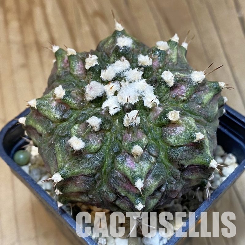 SH1429 Gymnocalycium mihanovichii T-rex, seedling