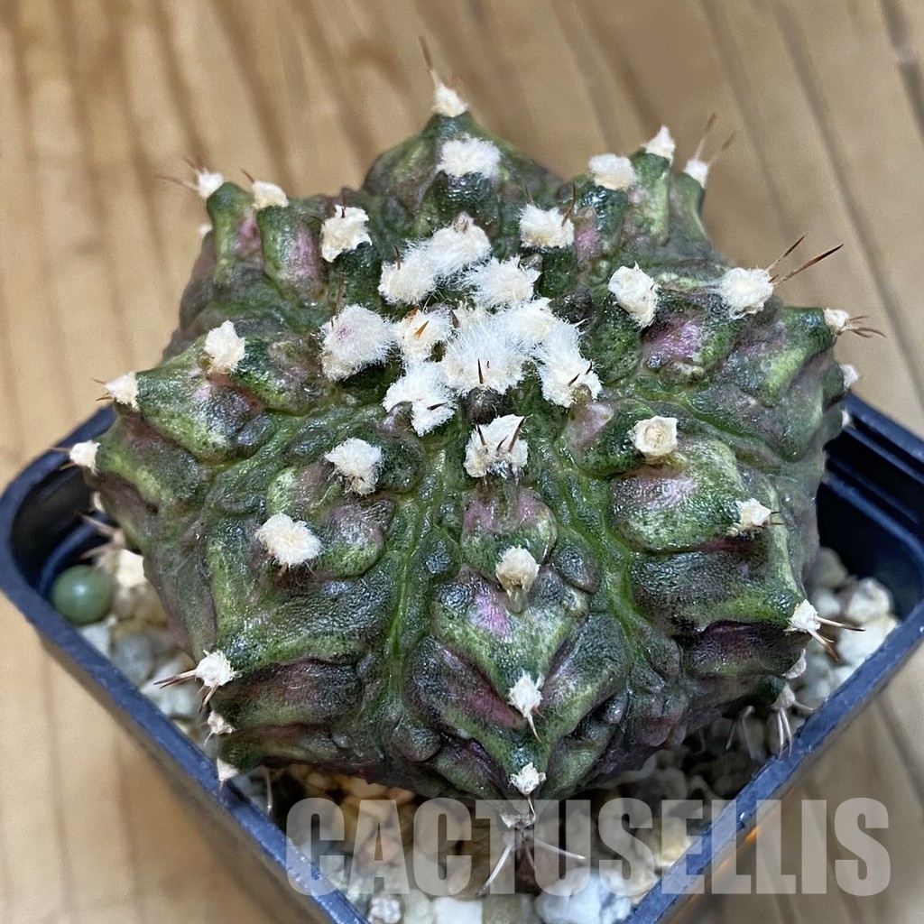 SH1429 Gymnocalycium mihanovichii T-rex, seedling