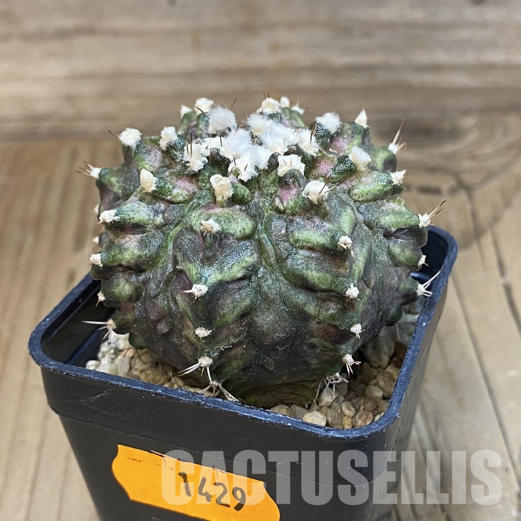 SH1429 Gymnocalycium mihanovichii T-rex, seedling - 画像 (2)