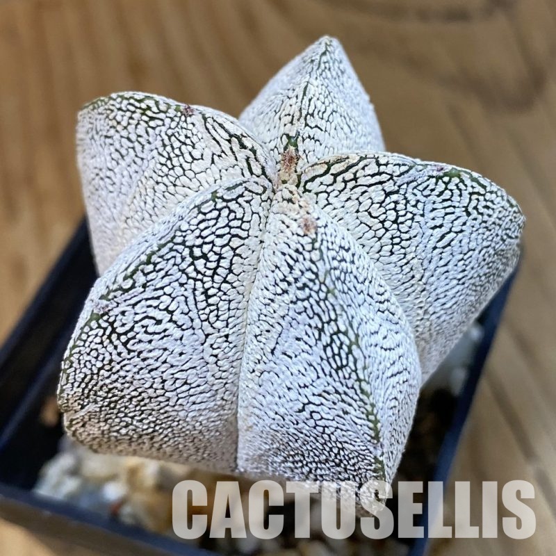 SH12999 Astrophytum myriostigma 'Onzuka'