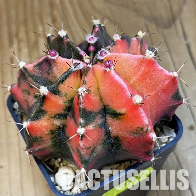 SH3792 Gymnocalycium mihanovichii f. variegata, seedling