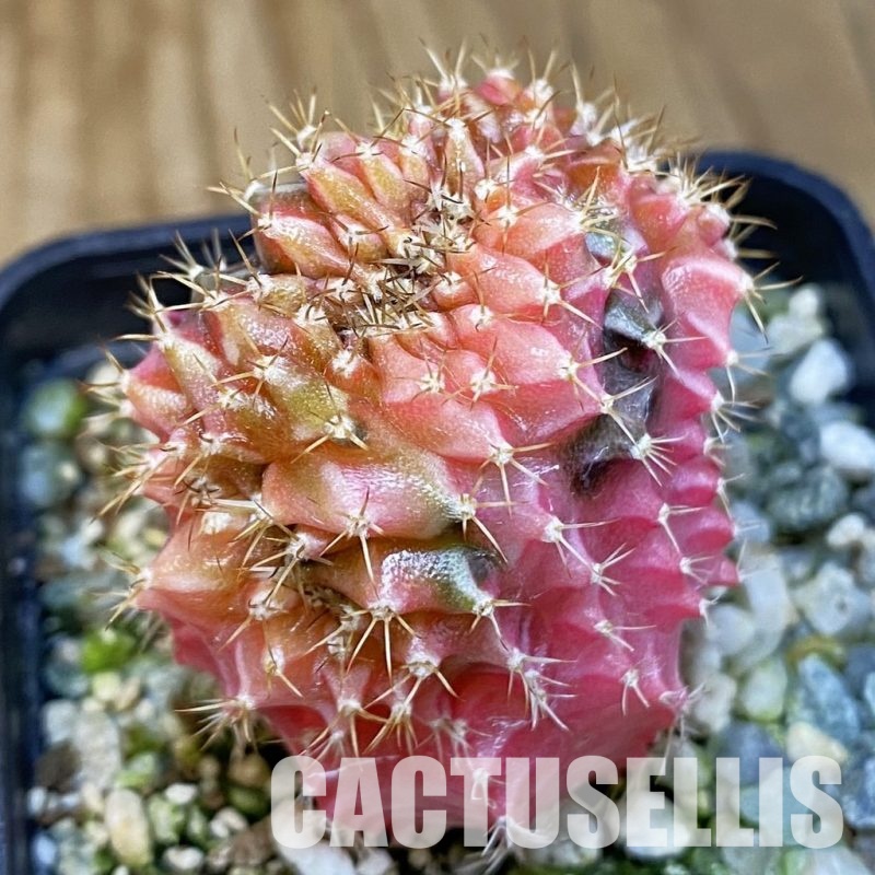 SH10934 Gymnocalycium mihanovichii variegata f. cristata