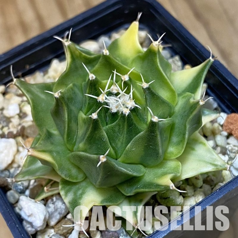 SH3006 Obregonia denegrii f. variegata