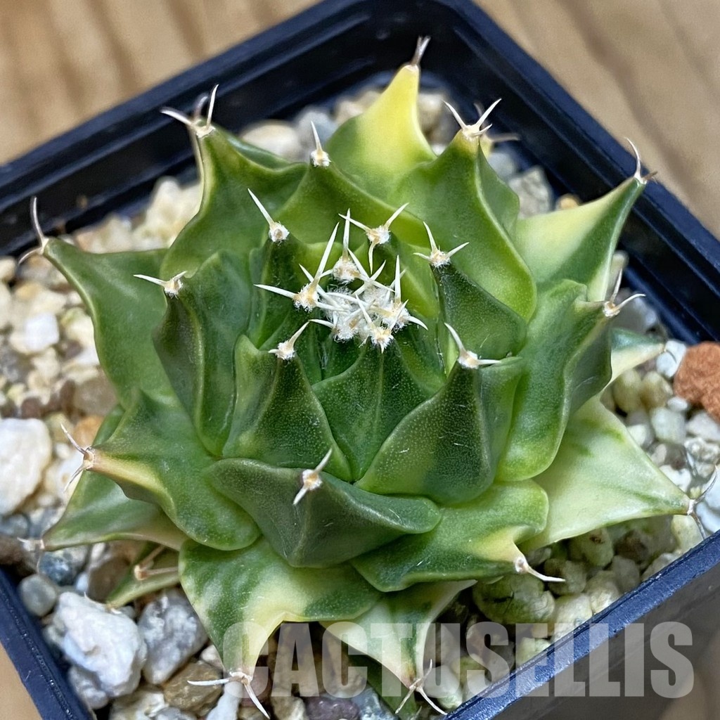 SH3006 Obregonia denegrii f. variegata