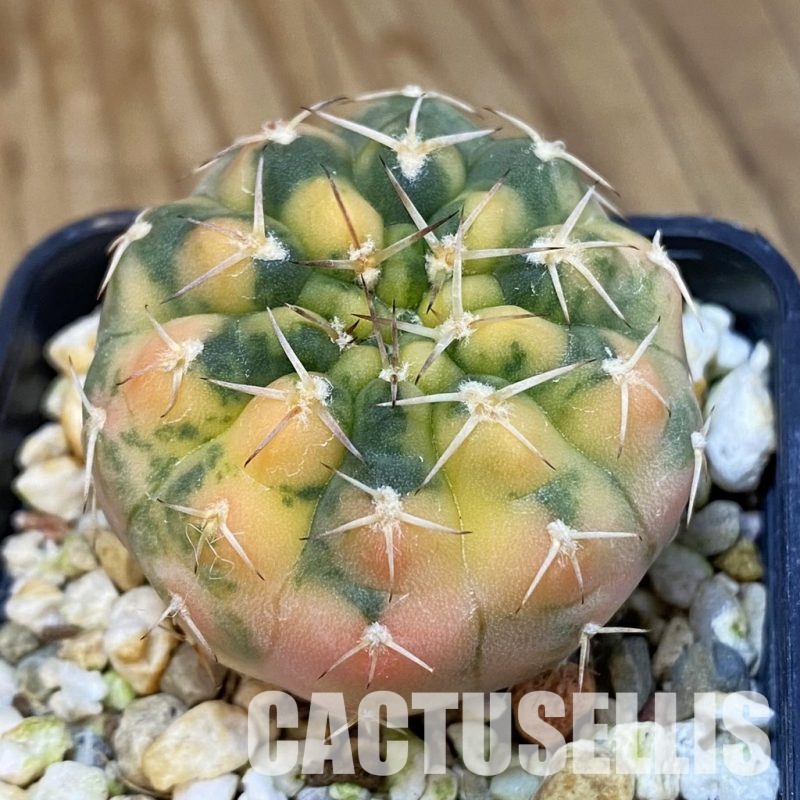 SH4286 Gymnocalycium stellatum f. variegata, seedling