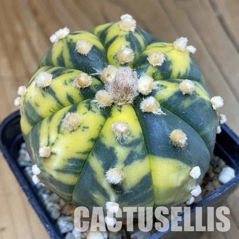 SH3444 Astrophytum asterias f. variegata