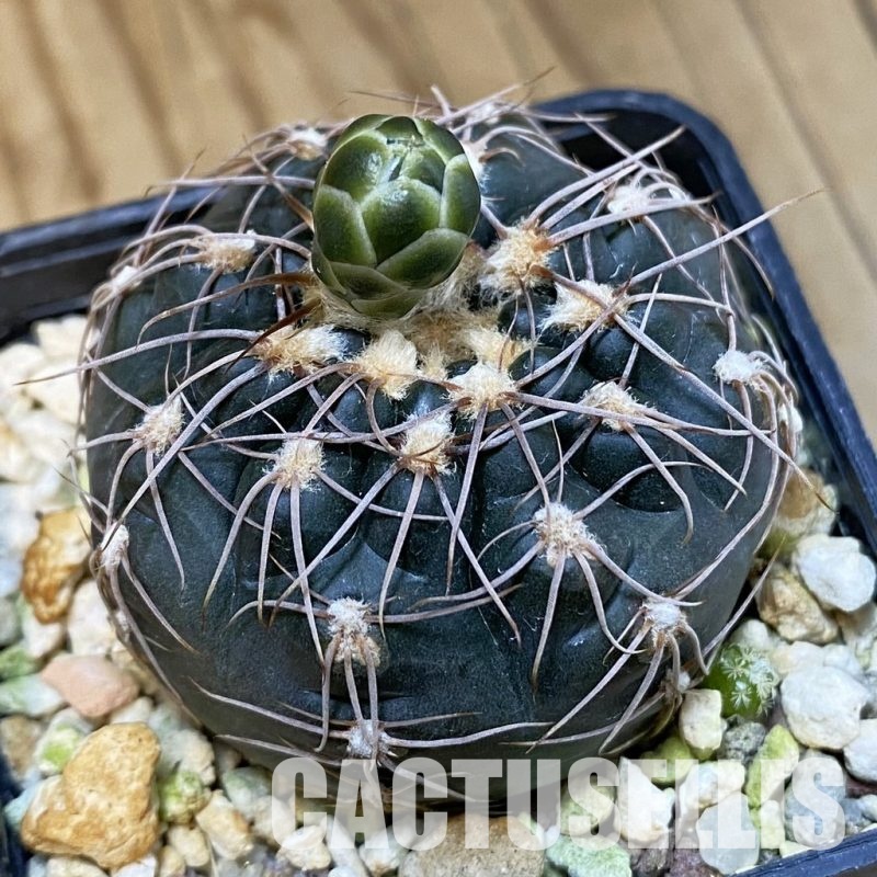 SH503 Gymnocalycium taningaense VG 306
