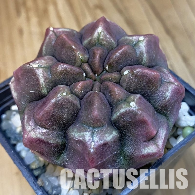 SH11537 Gymnocalycium mihanovichii ‘Day Dream’, seedling