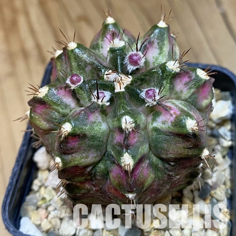 SH4291 Gymnocalycium mihanovichii ‘T-Lux’, seedling