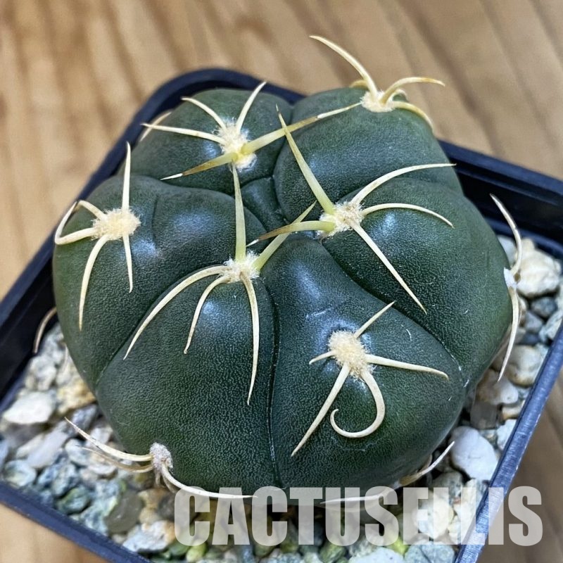 SH11893 Gymnocalycium denudatum ‘Kaiomaru’, seedling -Japan-