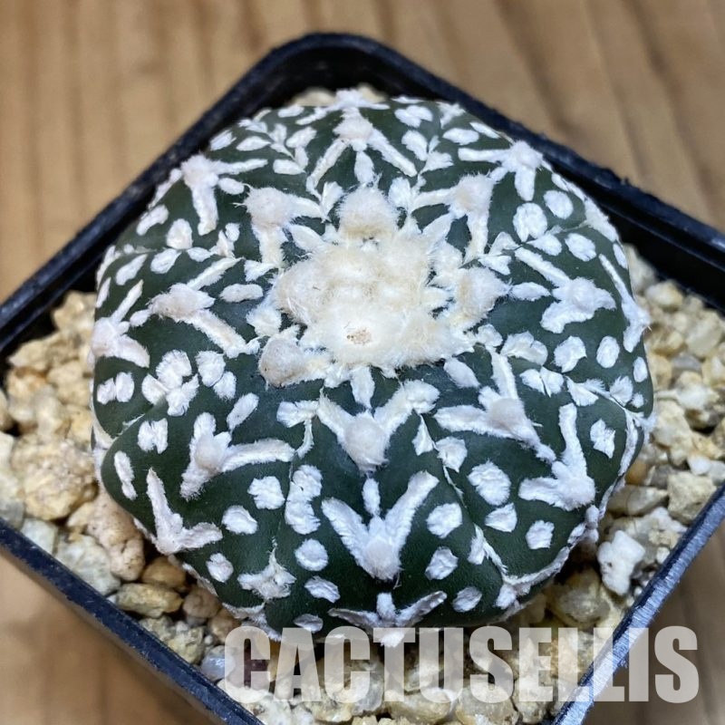 SH31767 Astrophytum asterias ‘Super Kabuto’ V-type
